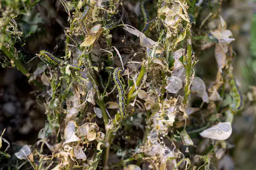 Impact of box tree moth