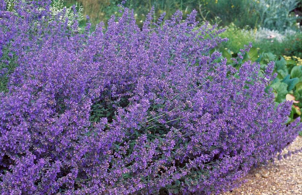Walkers Low Catmint