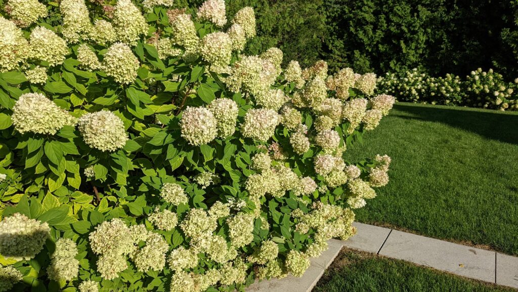 Limelight Hydrangea
