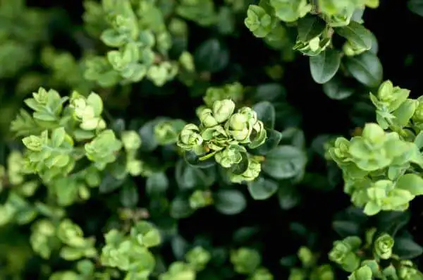 Boxwood Psyllid