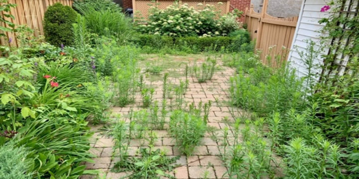 After photo of a garden cleanup