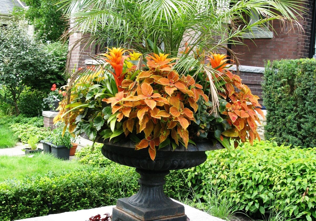 A striking summer seasonal planter by Deborah Vivas (designer for Gardenzilla Lawn & Garden)