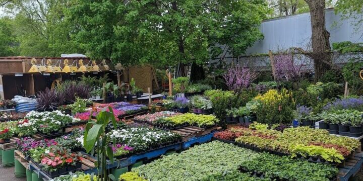 Our leaside yard with flowers in the nursery